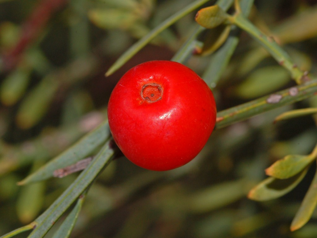 Un cespuglio basso con delle bacche rosse - Osyris alba